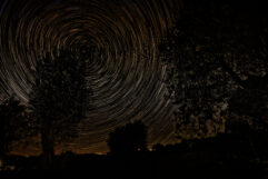 Tree Startrails